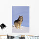 Alaska, Gray Wolf Stalking Prey In Deep Winter Snow Wall Mural