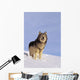 Alaska, Gray Wolf Stalking Prey In Deep Winter Snow Wall Mural