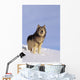 Alaska, Gray Wolf Stalking Prey In Deep Winter Snow Wall Mural