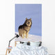 Alaska, Gray Wolf Stalking Prey In Deep Winter Snow Wall Mural