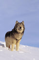 Alaska, Gray Wolf Stalking Prey In Deep Winter Snow Wall Mural