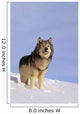 Alaska, Gray Wolf Stalking Prey In Deep Winter Snow Wall Mural