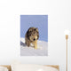 Alaska, Gray Wolf Stalking Prey In Deep Winter Snow Wall Mural