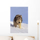 Alaska, Gray Wolf Stalking Prey In Deep Winter Snow Wall Mural