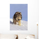 Alaska, Gray Wolf Stalking Prey In Deep Winter Snow Wall Mural