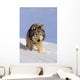 Alaska, Gray Wolf Stalking Prey In Deep Winter Snow Wall Mural