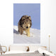 Alaska, Gray Wolf Stalking Prey In Deep Winter Snow Wall Mural