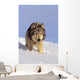 Alaska, Gray Wolf Stalking Prey In Deep Winter Snow Wall Mural