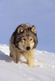 Alaska, Gray Wolf Stalking Prey In Deep Winter Snow Wall Mural