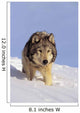 Alaska, Gray Wolf Stalking Prey In Deep Winter Snow Wall Mural