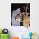 Alaska, Gray Wolf Stalking Prey In Deep Winter Snow Wall Mural