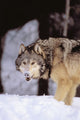 Alaska, Gray Wolf Stalking Prey In Deep Winter Snow Wall Mural