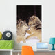 Alaska, Gray Wolves Playing In Deep Winter Snow At The Forests Edge Wall Mural