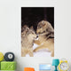Alaska, Gray Wolves Playing In Deep Winter Snow At The Forests Edge Wall Mural
