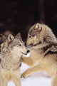Alaska, Gray Wolves Playing In Deep Winter Snow At The Forests Edge Wall Mural