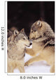 Alaska, Gray Wolves Playing In Deep Winter Snow At The Forests Edge Wall Mural