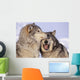 Alaska, Two Gray Wolves At The Forests Edge Wall Mural