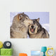 Alaska, Two Gray Wolves At The Forests Edge Wall Mural