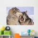 Alaska, Two Gray Wolves At The Forests Edge Wall Mural