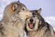 Alaska, Two Gray Wolves At The Forests Edge Wall Mural