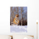 Alaska, Siberian Tiger Charging Through Winter Snow Wall Mural