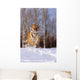 Alaska, Siberian Tiger Charging Through Winter Snow Wall Mural