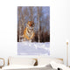 Alaska, Siberian Tiger Charging Through Winter Snow Wall Mural