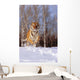 Alaska, Siberian Tiger Charging Through Winter Snow Wall Mural