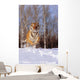 Alaska, Siberian Tiger Charging Through Winter Snow Wall Mural