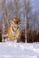 Alaska, Siberian Tiger Charging Through Winter Snow Wall Mural