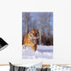 Alaska, Siberian Tiger Charging Through Winter Snow Wall Mural