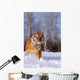 Alaska, Siberian Tiger Charging Through Winter Snow Wall Mural