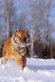 Alaska, Siberian Tiger Charging Through Winter Snow Wall Mural