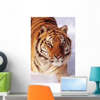 Alaska Siberian Tiger Stalking Wall Mural shown on a wall
