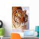 Alaska, Siberian Tiger Stalking Prey In Deep Winter Snow Wall Mural