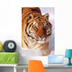 Alaska, Siberian Tiger Stalking Prey In Deep Winter Snow Wall Mural