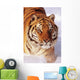 Alaska, Siberian Tiger Stalking Prey In Deep Winter Snow Wall Mural