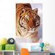 Alaska, Siberian Tiger Stalking Prey In Deep Winter Snow Wall Mural