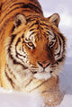 Alaska, Siberian Tiger Stalking Prey In Deep Winter Snow Wall Mural