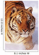Alaska, Siberian Tiger Stalking Prey In Deep Winter Snow Wall Mural