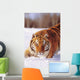 Alaska, Siberian Tiger Stalking Prey In Deep Winter Snow Wall Mural