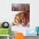 Alaska, Siberian Tiger Stalking Prey In Deep Winter Snow Wall Mural
