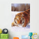 Alaska, Siberian Tiger Stalking Prey In Deep Winter Snow Wall Mural
