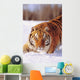 Alaska, Siberian Tiger Stalking Prey In Deep Winter Snow Wall Mural