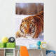 Alaska, Siberian Tiger Stalking Prey In Deep Winter Snow Wall Mural