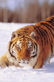 Alaska, Siberian Tiger Stalking Prey In Deep Winter Snow Wall Mural