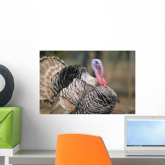 Thailand, Nong Bua Lumphu, Male Turkey With Plumage On Farm Wall Mural