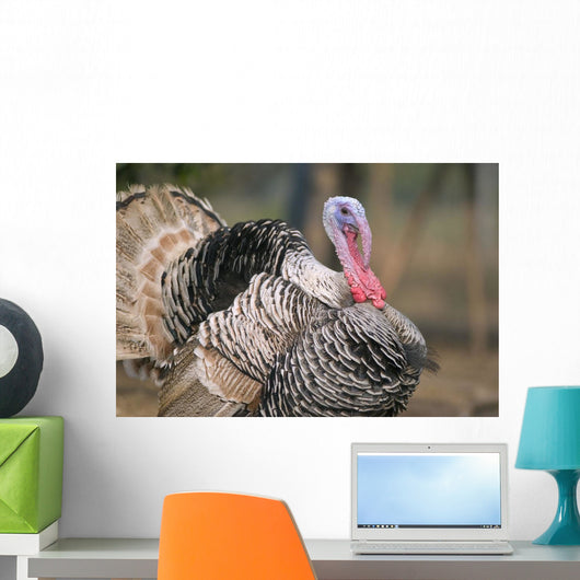 Thailand, Nong Bua Lumphu, Male Turkey With Plumage On Farm Wall Mural
