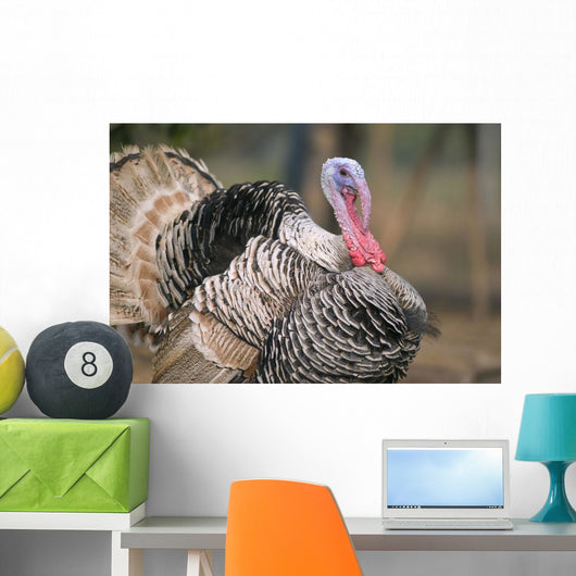 Thailand, Nong Bua Lumphu, Male Turkey With Plumage On Farm Wall Mural