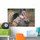 Thailand, Nong Bua Lumphu, Male Turkey With Plumage On Farm Wall Mural